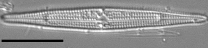 Tursiocola ziemanii LM3