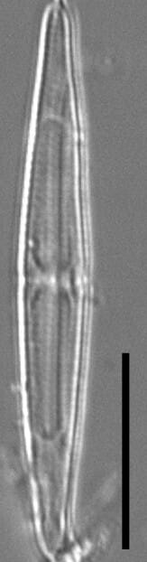 Tursiocola ziemanii LM4