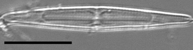 Tursiocola ziemanii LM4