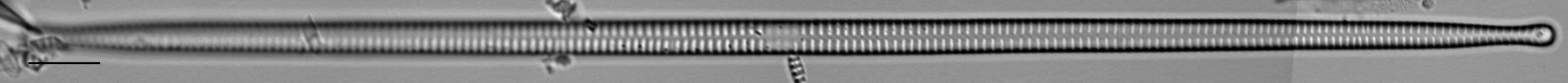 Ulnaria delicatissima LM16