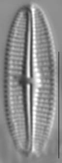 Achnanthidium deflexum LM3