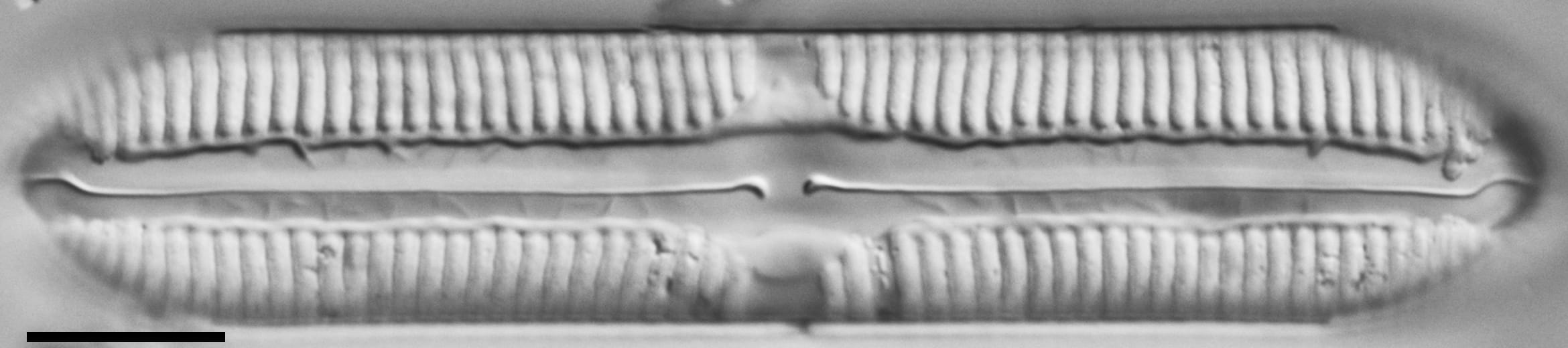 WALLINGFORD 12 T PIN31 3 edited