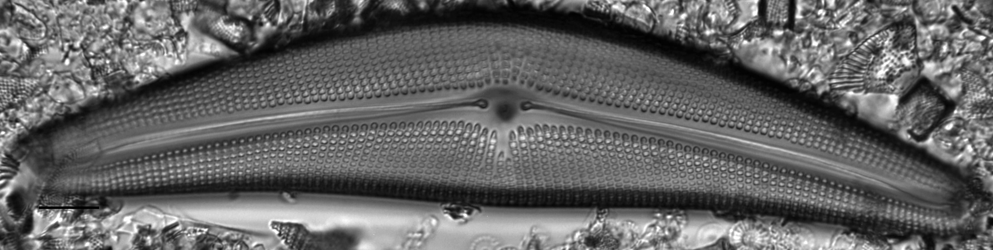 Cymbella mexicana LM4