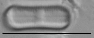 Humidophila contenta LM5