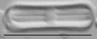 Humidophila contenta LM3