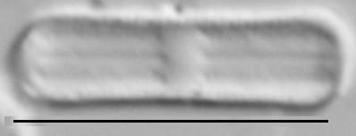 Humidophila contenta LM1