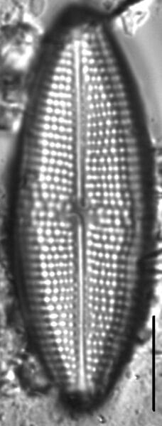 Neidium distinctepunctatum LM3