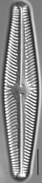 Navicula sovereignii | Species - Diatoms of North America