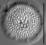 Spicaticribra kingstonii LM2