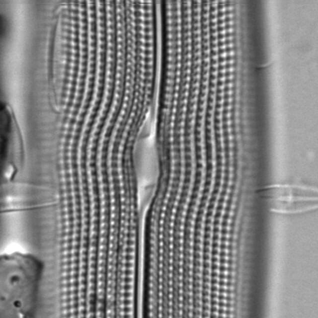 Gyrosigma attenuatum LM13