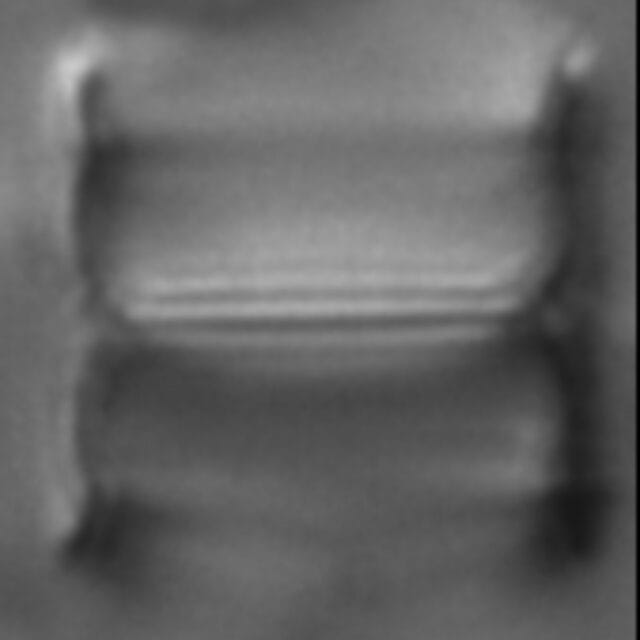 Aulacoseira alpigena LM3