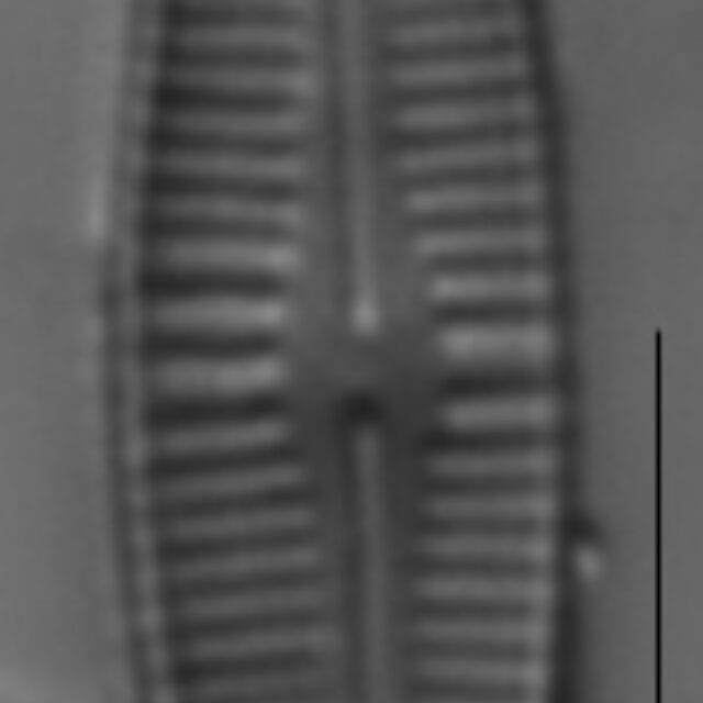 Achnanthidium rivulare LM5