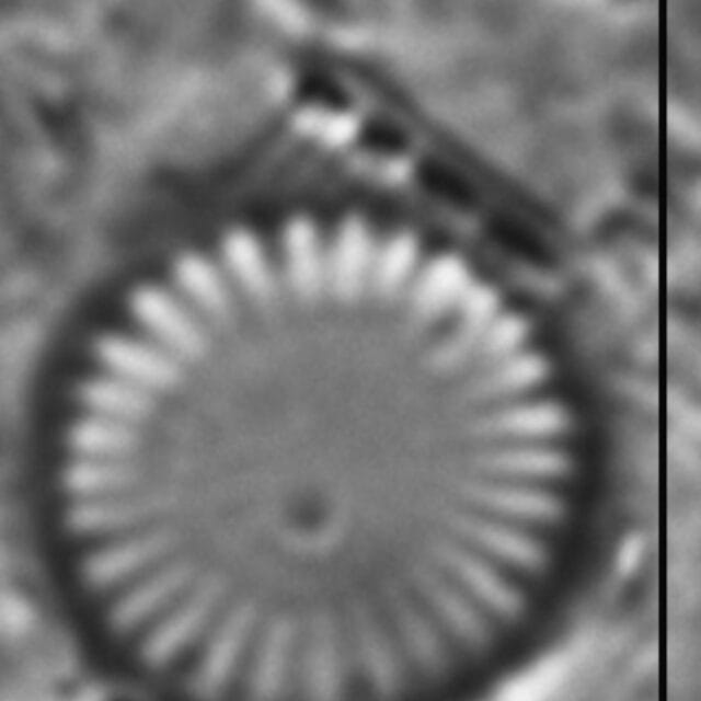 Cyclotella atomus LM7