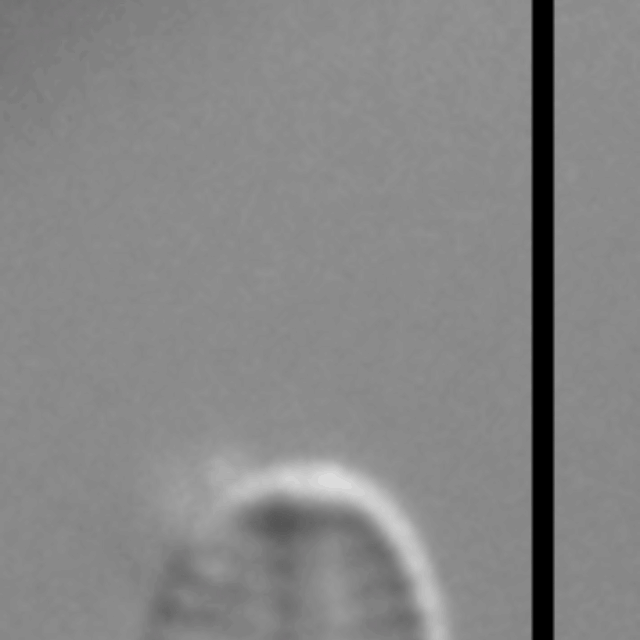 Sellaphora nigri LM5