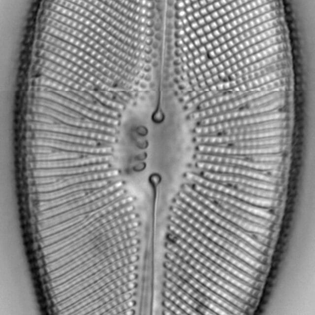 Didymosphenia geminata LM6