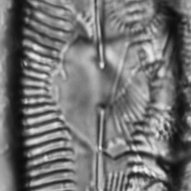 Pinnularia decrescens LM6