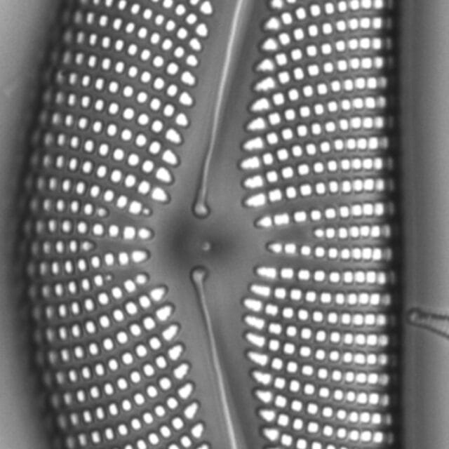 Cymbella mexicana LM2