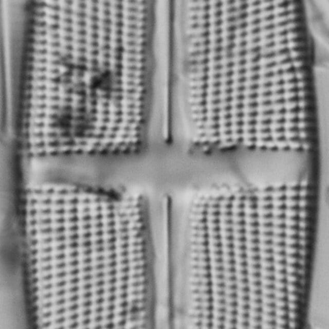 112891b Stodderi 10 edited