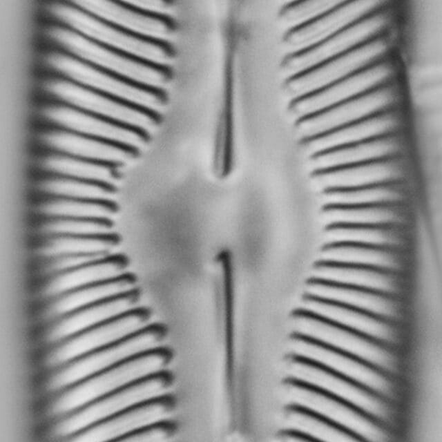 Pinnularia decrescens LM5