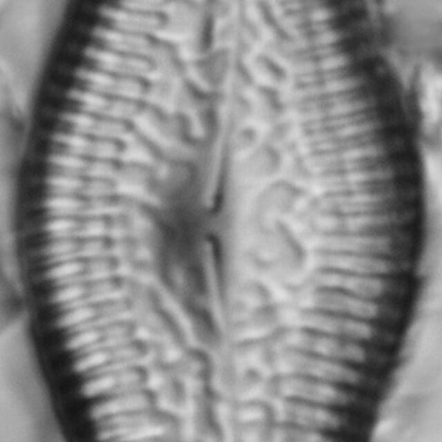 Pinnularia turgidula LM2