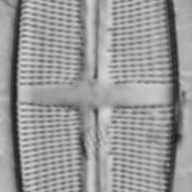 112901b Stodderi 1 edited