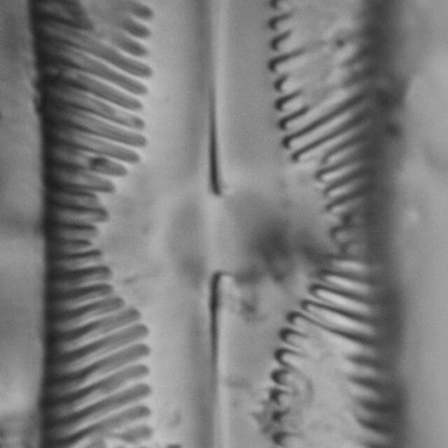 Pinnularia undula var. major LM1