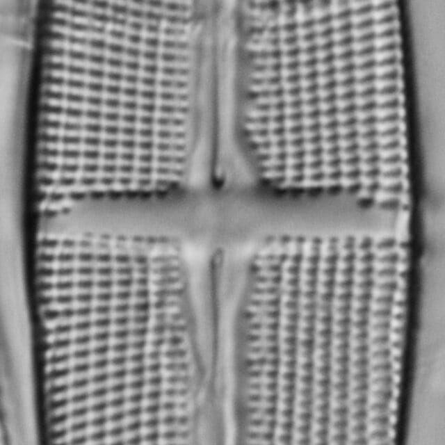 112902b Stodderi 5 edited