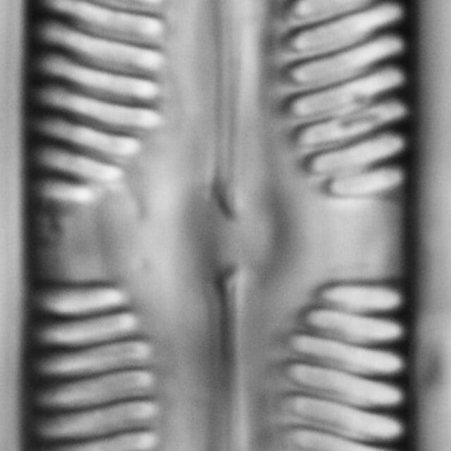 112902b cardinaliculus 4 edited