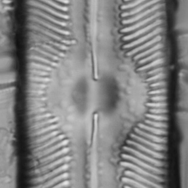 Pinnularia undula var. major LM2