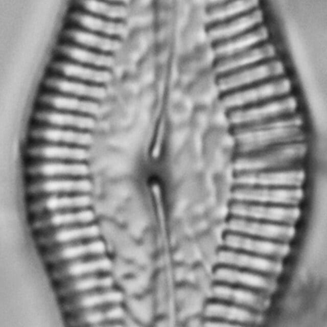 Pinnularia turgidula LM4