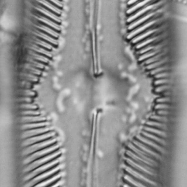 Pinnularia undula var. major LM3