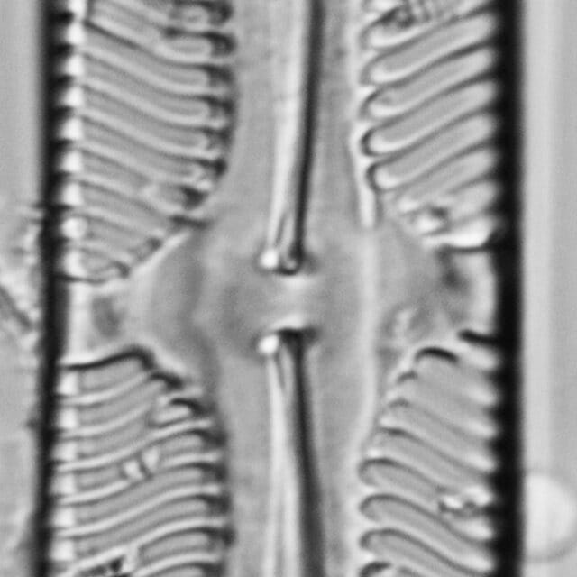 112906b cardinaliculus 7 edited