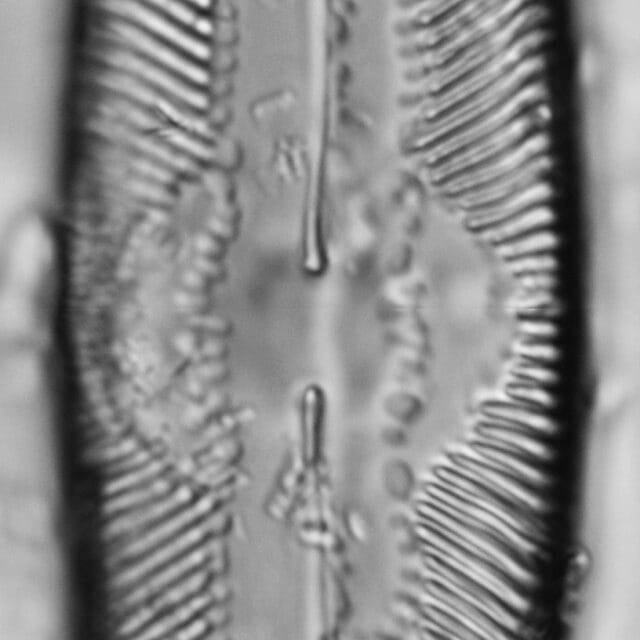 Pinnularia undula var. major LM4