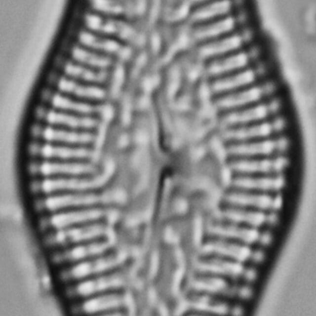 Pinnularia turgidula LM6