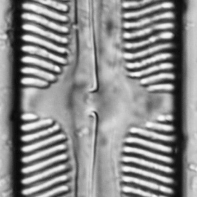 112909b cardinaliculus 4 edited