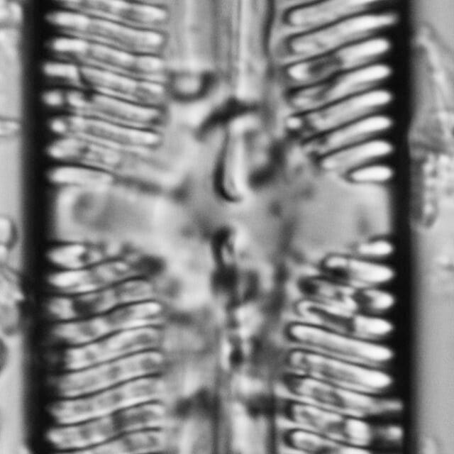 112909b cardinaliculus 6 edited