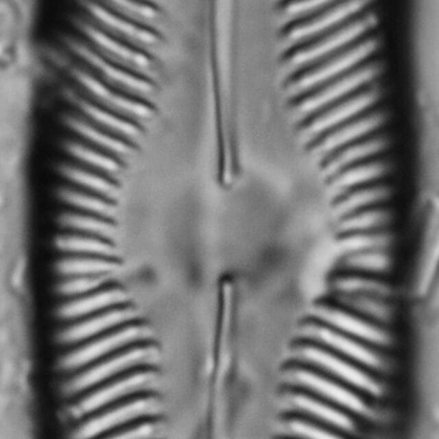 Pinnularia decrescens LM4