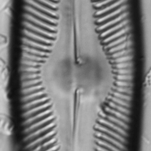 Pinnularia decrescens LM3