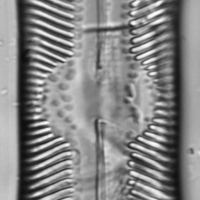 Pinnularia undula var. major LM6