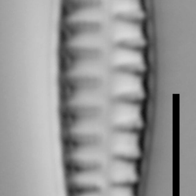 Rhoicosphenia californica LM5