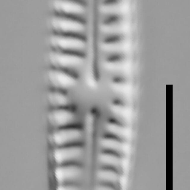 Rhoicosphenia californica LM6