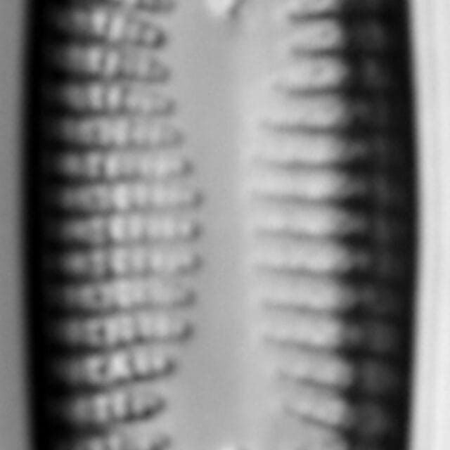 Rhoicosphenia stoermeri LM7
