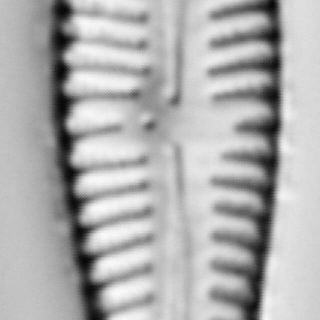 Gomphonema sp 40 LM1