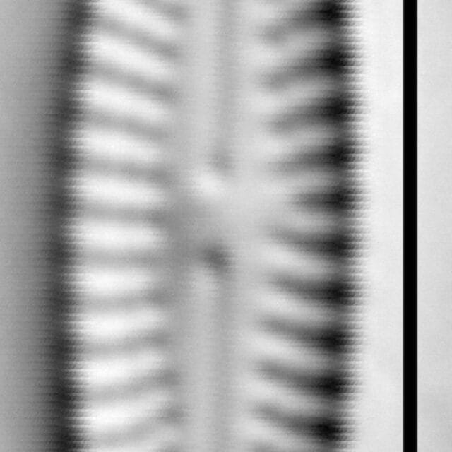 Achnanthes subhudsonis var kraeuselii LM2