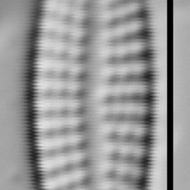 Achnanthes subhudsonis var kraeuselii LM4