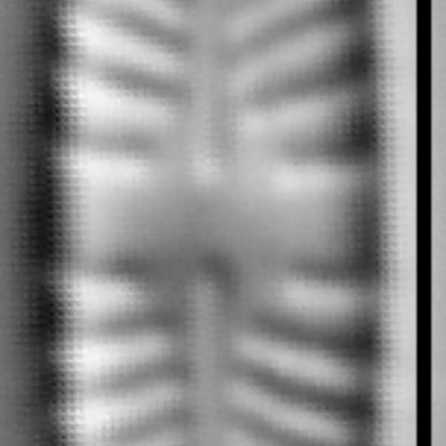 Stauroneis thermicola LM4
