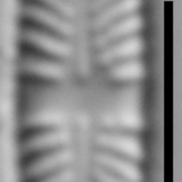Stauroneis thermicola LM3