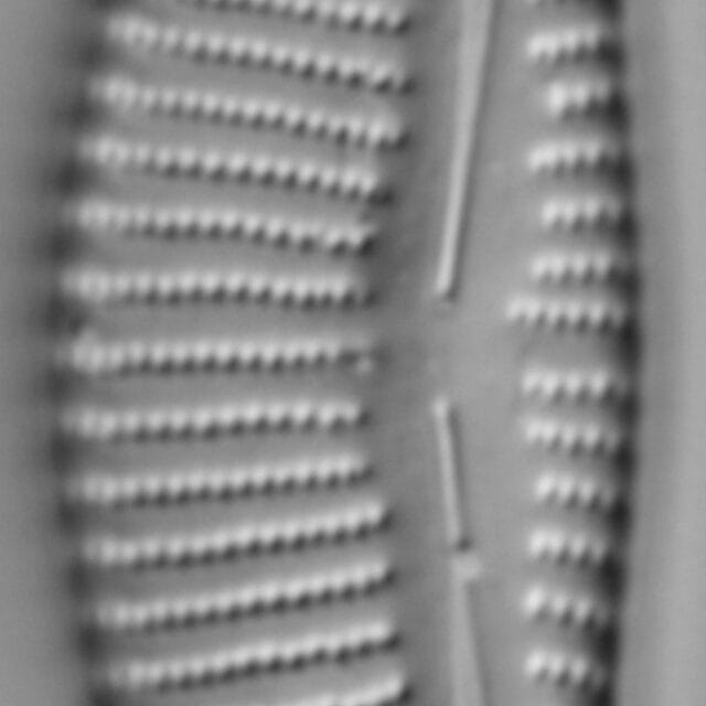 Encyonema minutum var pseudogracilis LM2