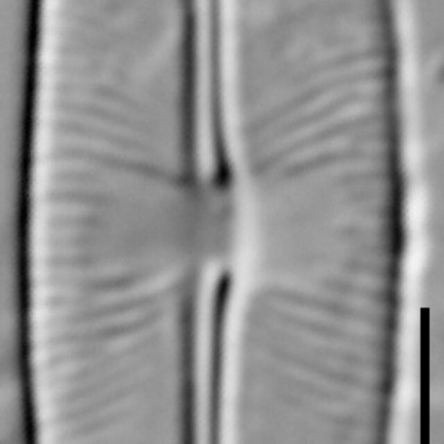 Sellaphora stauroneioides LM1