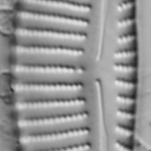 Encyonema minutum var pseudogracilis LM4